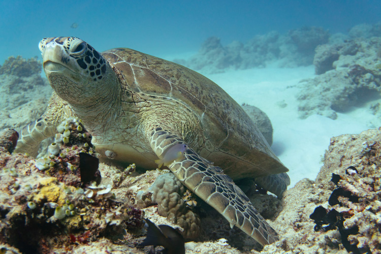 Turtle in Coron