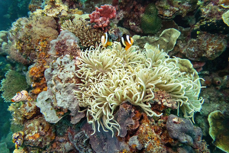 DSC03768 Coral Reef in Coron Busuanga Palalwan