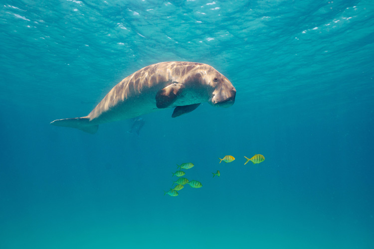 Diving with Dugongs