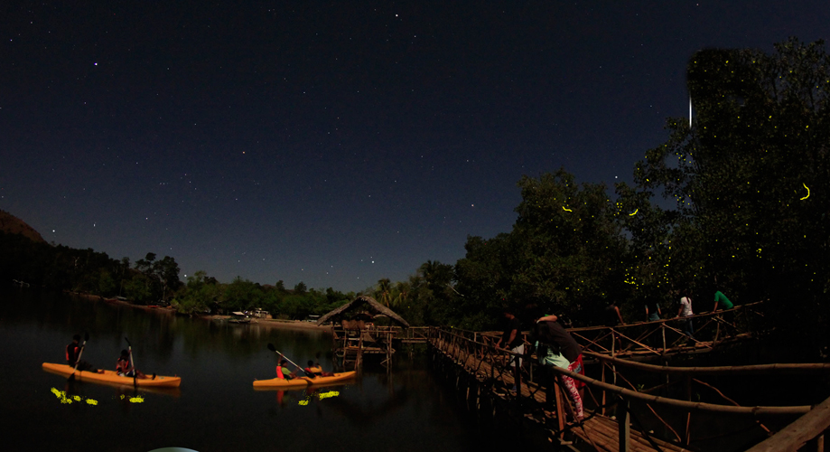 Firefly Tour at Kingfisher Park Coron