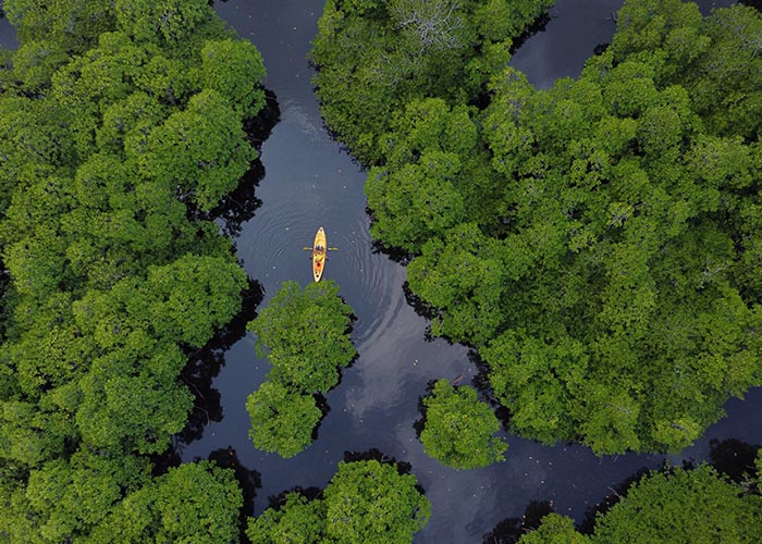 kayaking throgh mangroves in Busuanga