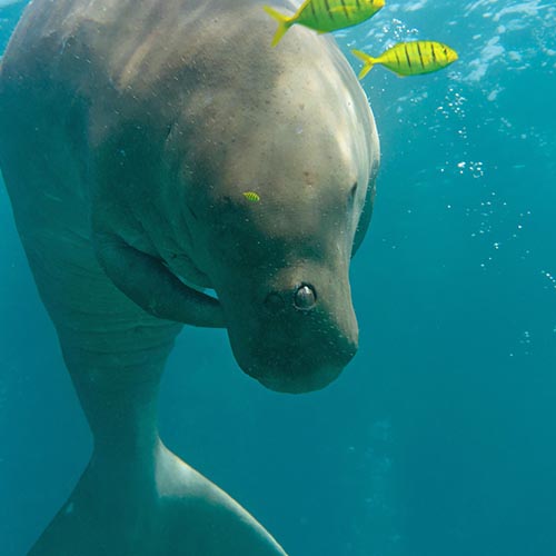 Dugong in Busuanga Coron