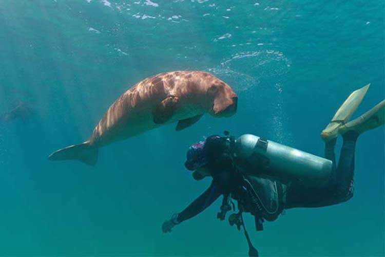 Schuba Diving with Dugong in Coron Busuanga