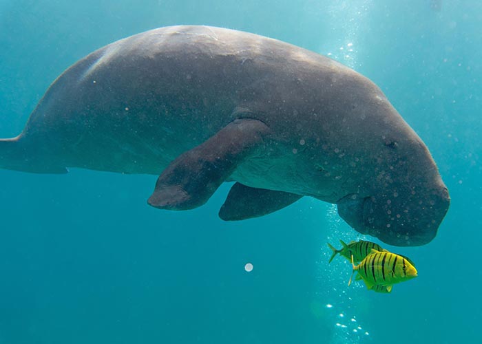 tours-coron-_0040_DSC05887 meeting the dugongs of Coron Busuanga Palalwan